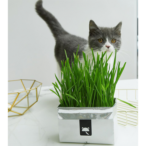 VETRESKA® CAT GRASS SOILLESS SEEDS