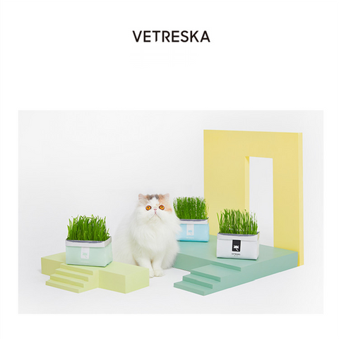VETRESKA® CAT GRASS SOILLESS SEEDS