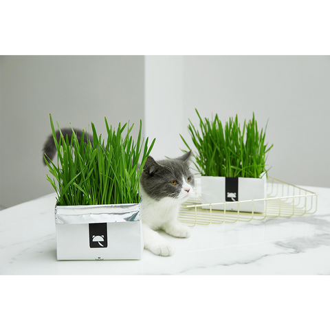 VETRESKA® CAT GRASS SOILLESS SEEDS