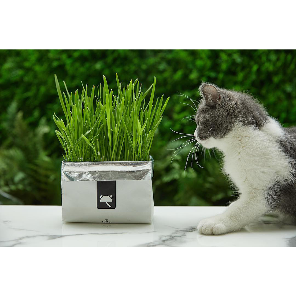 VETRESKA® CAT GRASS SOILLESS SEEDS