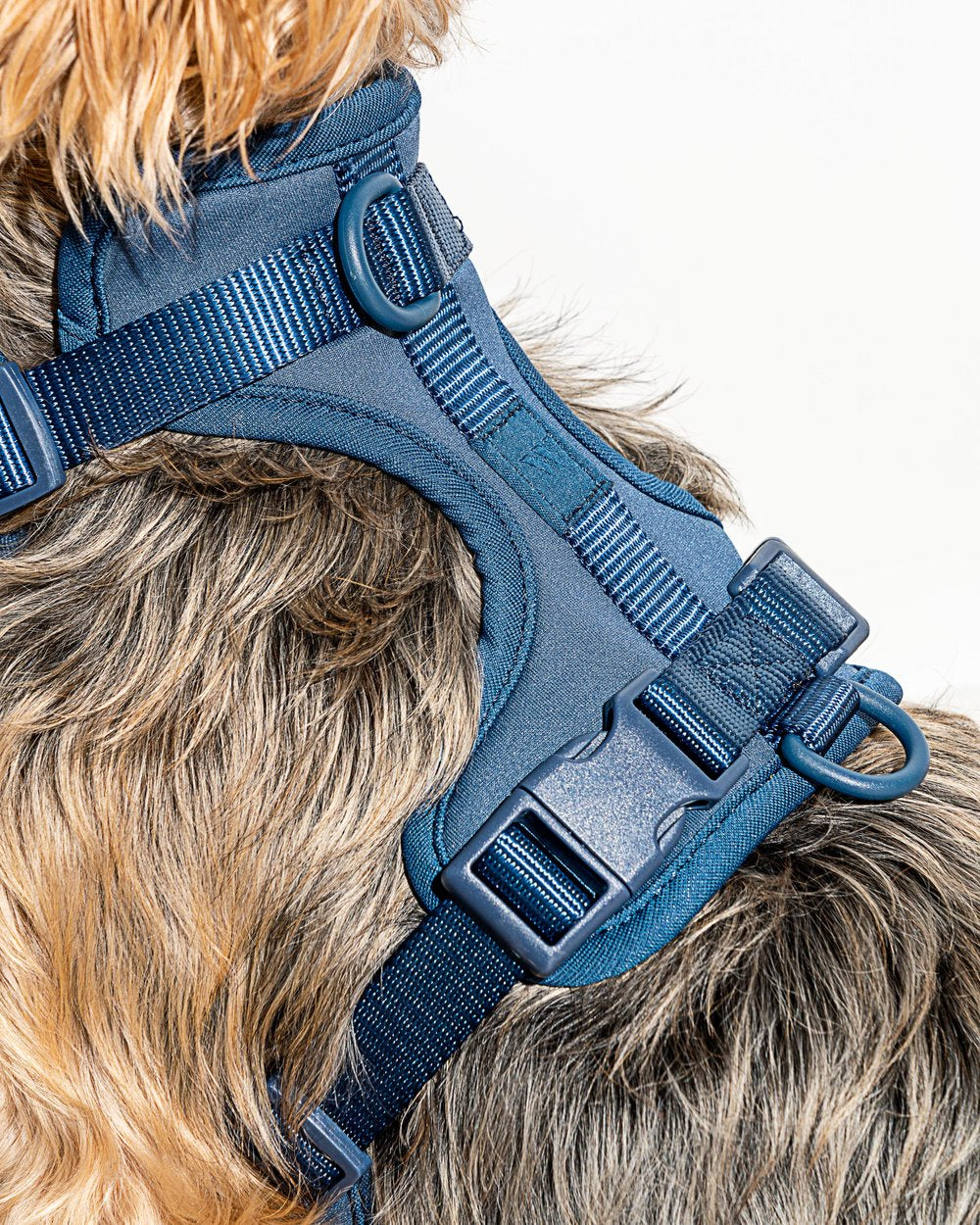 Wild One Dog Harness Navy – MikeNeko Pet - Main Image