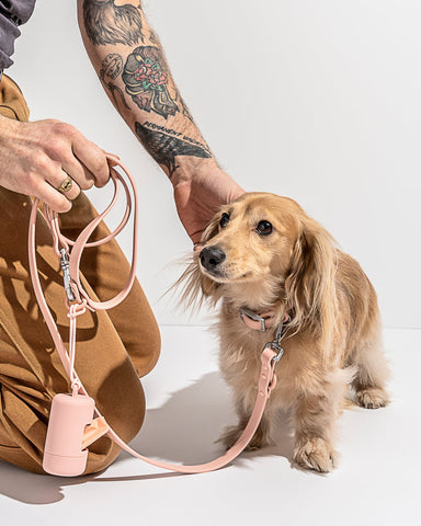 Wild One - Dog Collar Blush