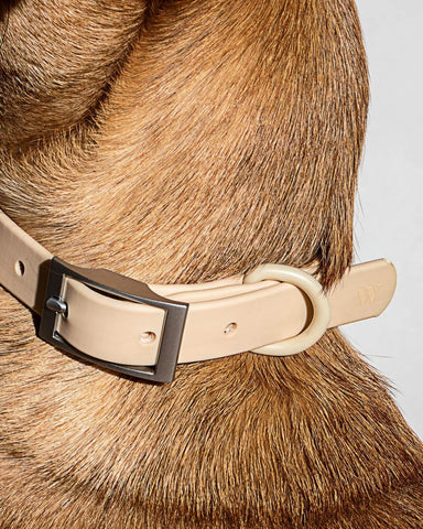 Wild One - Dog Collar Tan