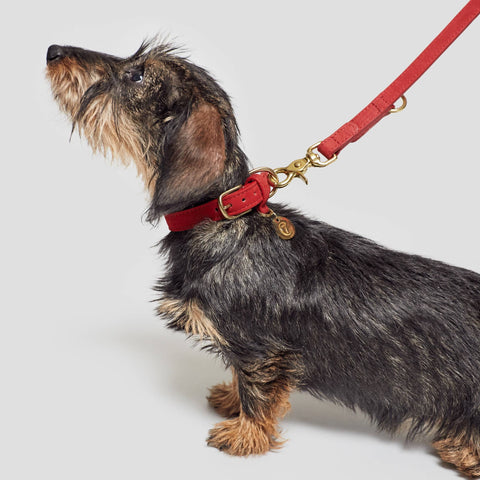 CLOUD7 Dog Collar Tiergarten Cherry Red