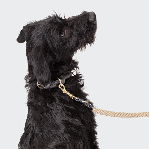 CLOUD7 Dog Collar Planten Black/Nature