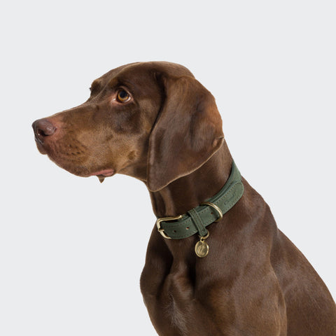 CLOUD7 Dog Collar Tiergarten Moss